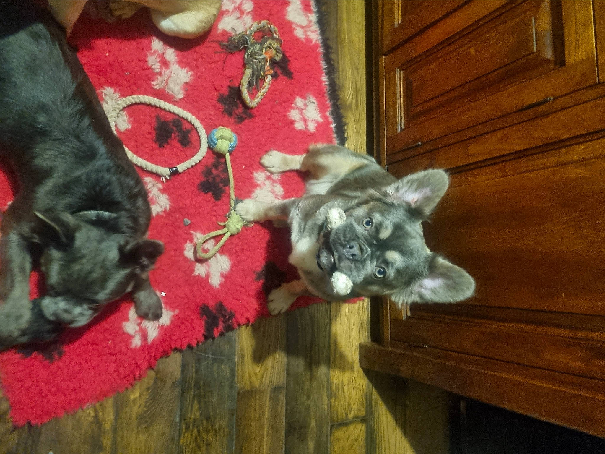 Lola joined the competition — help win amazing prizes! canidae, carmine, carnivore, companion_dog, dog, dog_breed, door, door_handle, felidae, flooring, fur, grey, hardwood, schnauzer, small_to_medium_sized_cats, snout, sporting_group, tail, wood, working_animal