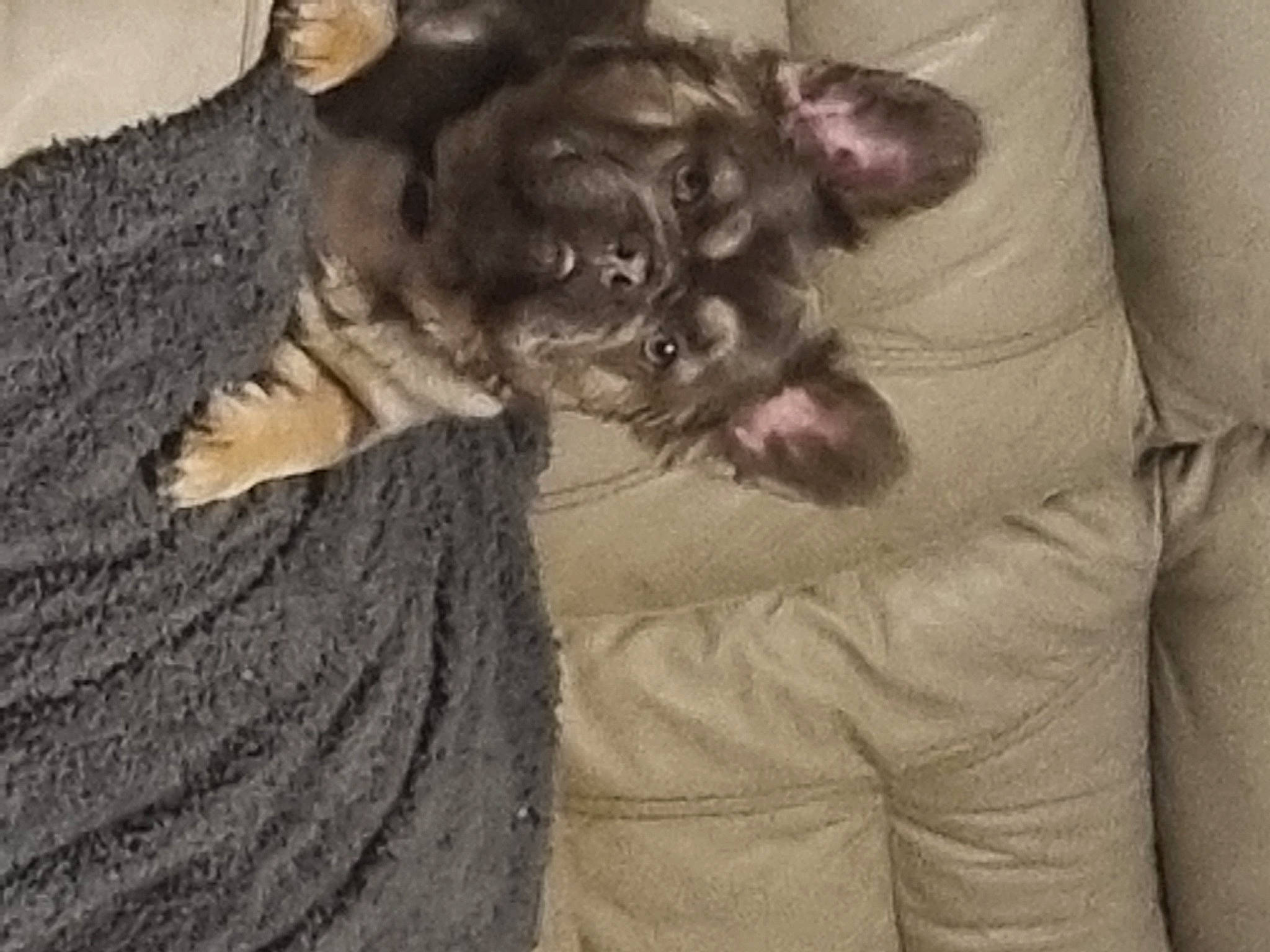 Lola is registered to the contest to win money with this photo: carnivore, comfort, companion_dog, dog, dog_breed, ear, fawn, felidae, fur, gesture, grey, liver, paw, sleeve, small_to_medium_sized_cats, sporting_group, tail, toy_dog, whiskers, working_animal