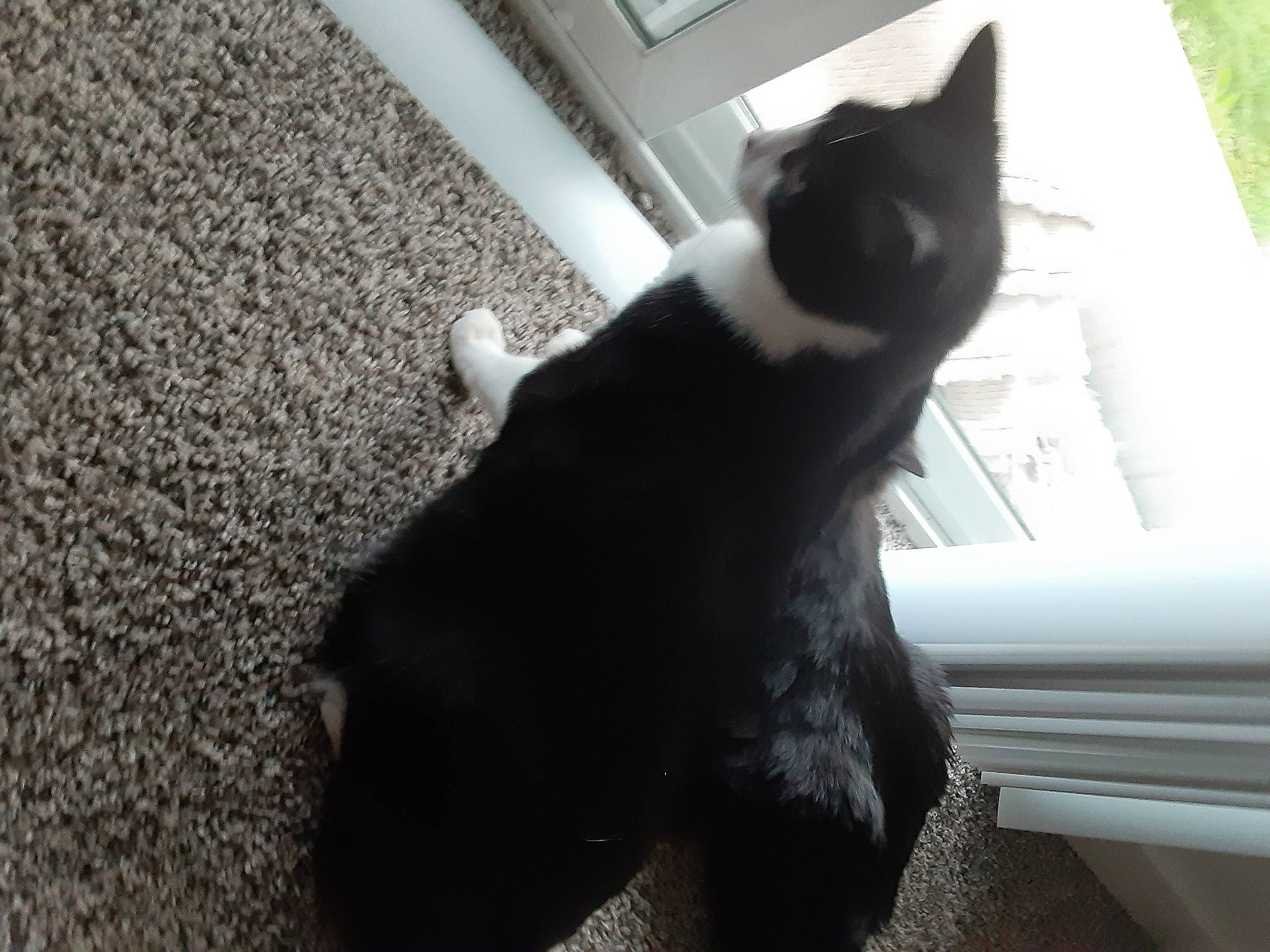 Lucifer joined the competition — help win amazing prizes! black, black_and_white, black_cat, canidae, carnivore, cat, domestic_short_haired_cat, felidae, floor, fur, kitten, paw, polydactyl_cat, small_to_medium_sized_cats, snout, tail, whiskers