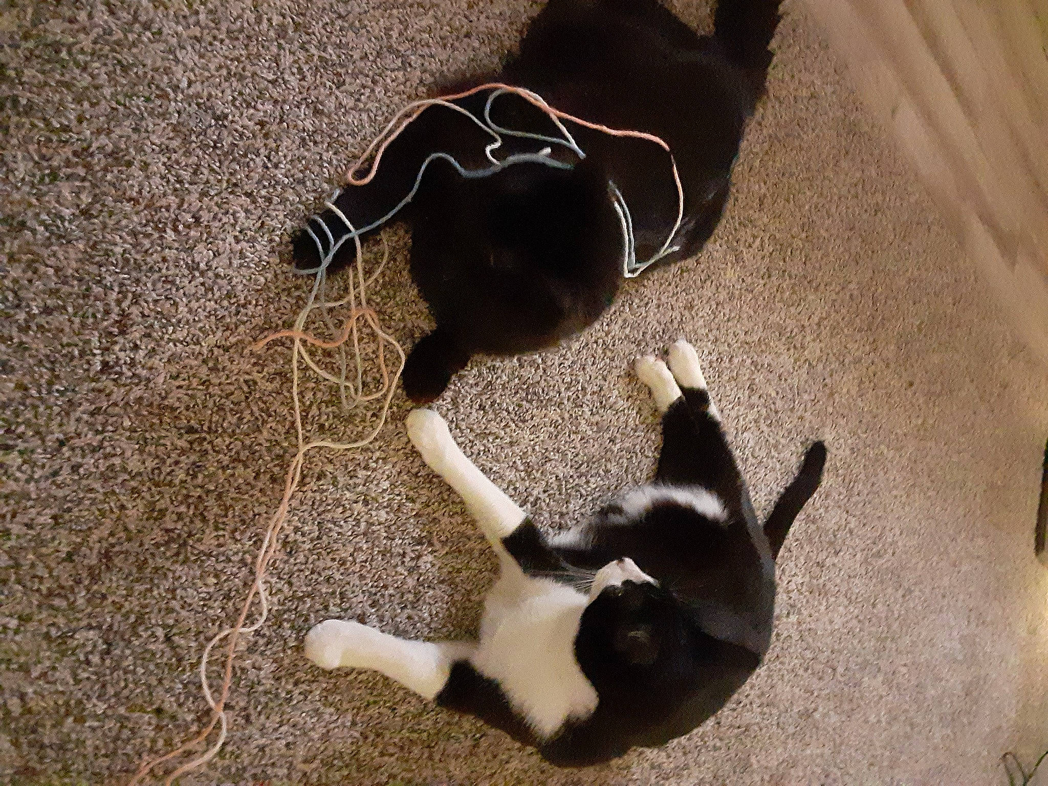 Lucifer joined the competition — help win amazing prizes! borador, border_collie, boston_terrier, canidae, carnivore, cat, danish_swedish_farmdog, dog, dog_breed, felidae, karelian_bear_dog, non_sporting_group, paw, puppy, sporting_group, tail