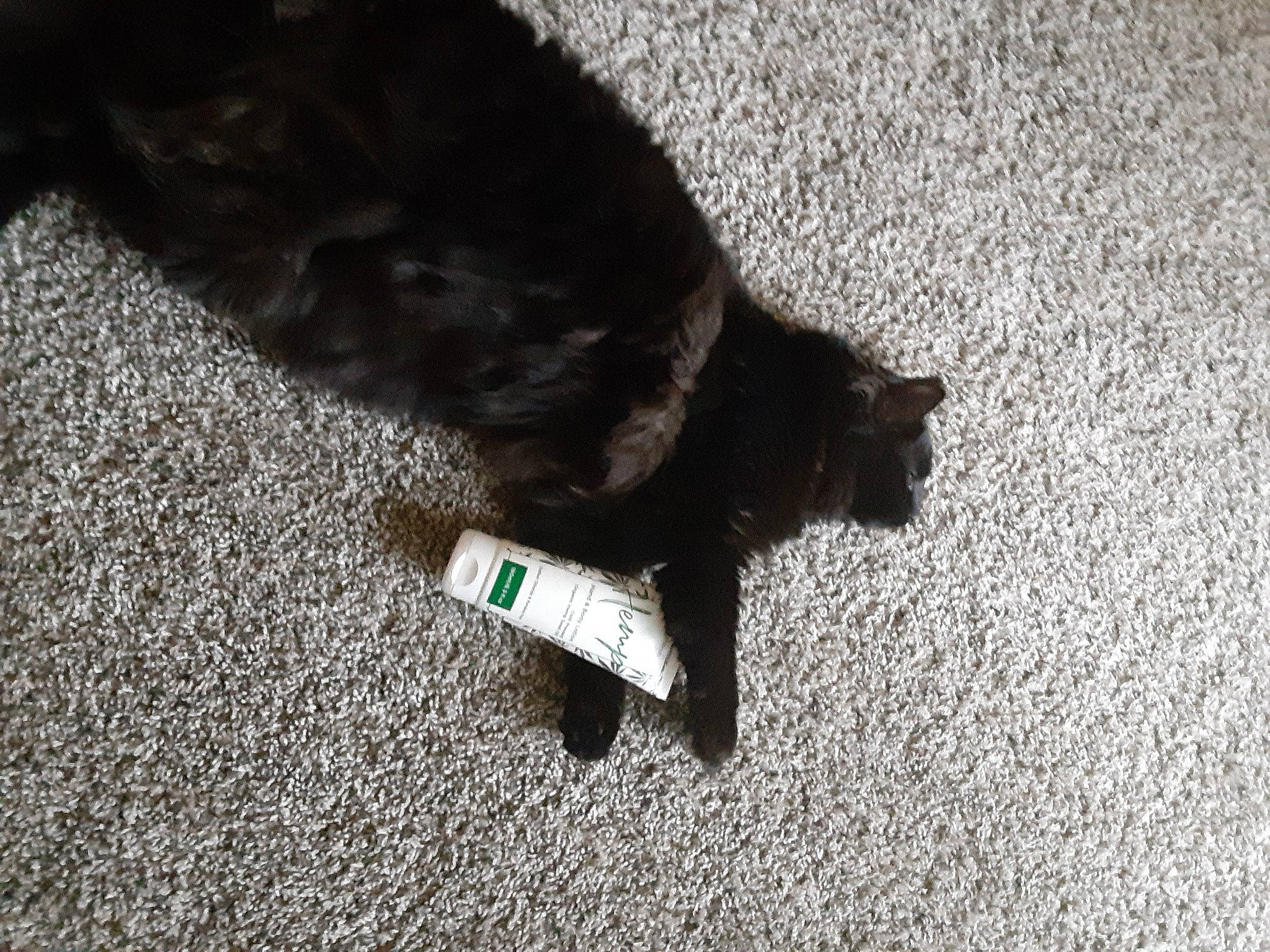 Drac is registered to the contest to win money with this photo: black, black_cat, canidae, carnivore, cat, claw, domestic_short_haired_cat, felidae, floor, flooring, fur, kitten, paw, polydactyl_cat, small_to_medium_sized_cats, tail, whiskers