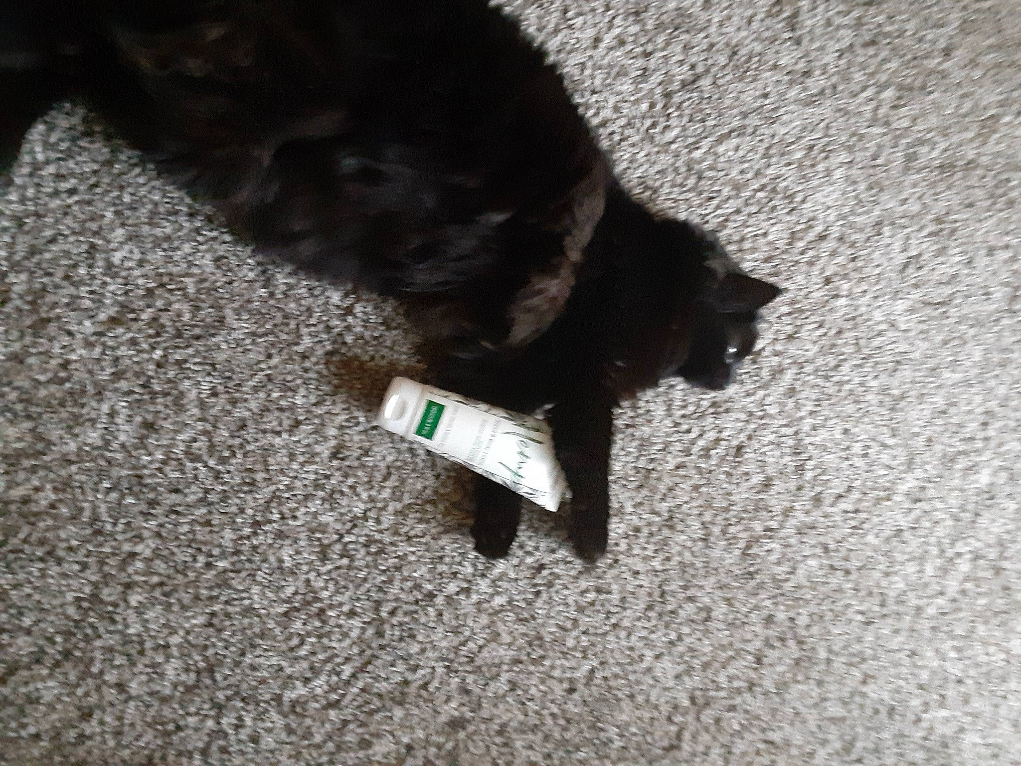 Drac is registered to the contest to win money with this photo: black, black_cat, carnivore, cat, claw, domestic_short_haired_cat, ear, felidae, floor, flooring, fur, kitten, paw, polydactyl_cat, sand, small_to_medium_sized_cats, tail, whiskers