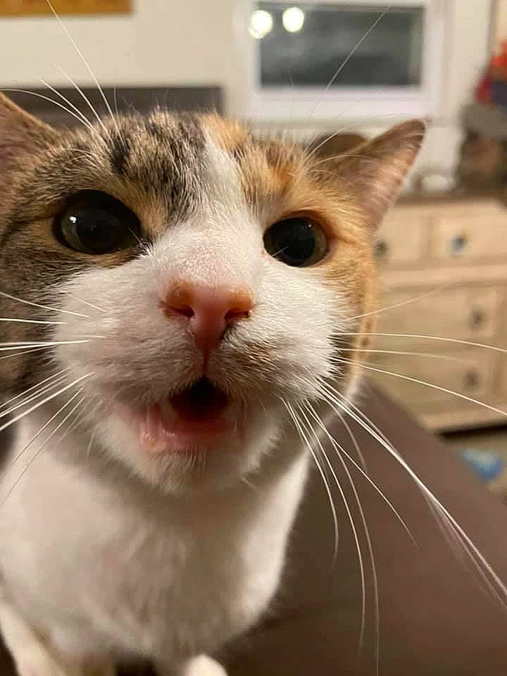 Espurr joined the competition — help win amazing prizes! carnivore, cat, domestic_short_haired_cat, ear, eyelash, felidae, fur, small_to_medium_sized_cats, snout, whiskers, window