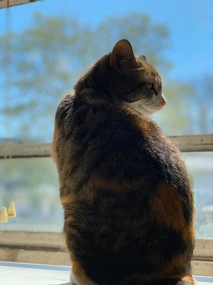 Espurr is registered to the contest to win money with this photo: black_cat, bombay, carnivore, cat, domestic_short_haired_cat, fawn, felidae, fur, shade, shadow, sitting, sky, small_to_medium_sized_cats, tail, terrestrial_animal, tints_and_shades, whiskers, wildlife, window, wood