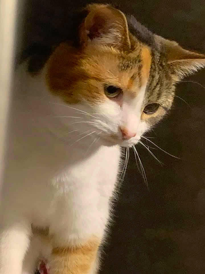 Espurr joined the competition — help win amazing prizes! carnivore, cat, domestic_short_haired_cat, fawn, felidae, fur, small_to_medium_sized_cats, snout, tail, terrestrial_animal, whiskers