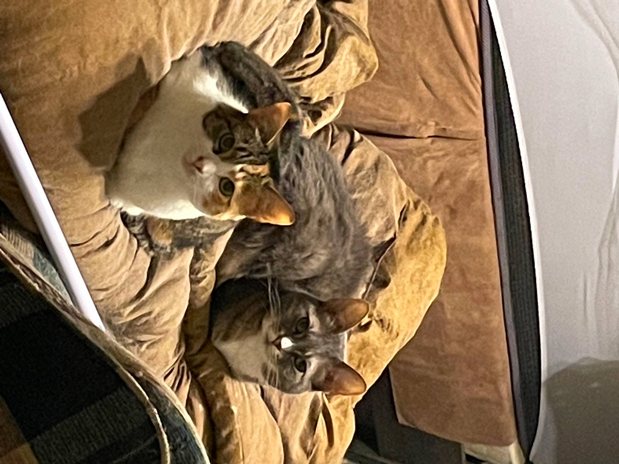 Espurr is registered to the contest to win money with this photo: army, auto_part, automotive_exterior, automotive_lighting, automotive_tire, camouflage, felidae, hat, hood, metal, military_camouflage, military_organization, motor_vehicle, personal_luxury_car, personal_protective_equipment, soldier, vehicle, vehicle_door, windshield, wood