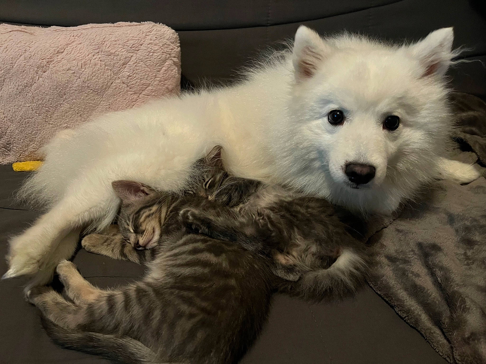 Plumette a rejoint le concours — aidez-le/la à gagner de superbes lots ! canidae, carnivore, cat, companion_dog, dog, dog_breed, felidae, fur, japanese_spitz, samoyed, small_to_medium_sized_cats, snout, spitz, sporting_group, tail, terrestrial_animal, volpino_italiano, whiskers, wildlife, working_animal