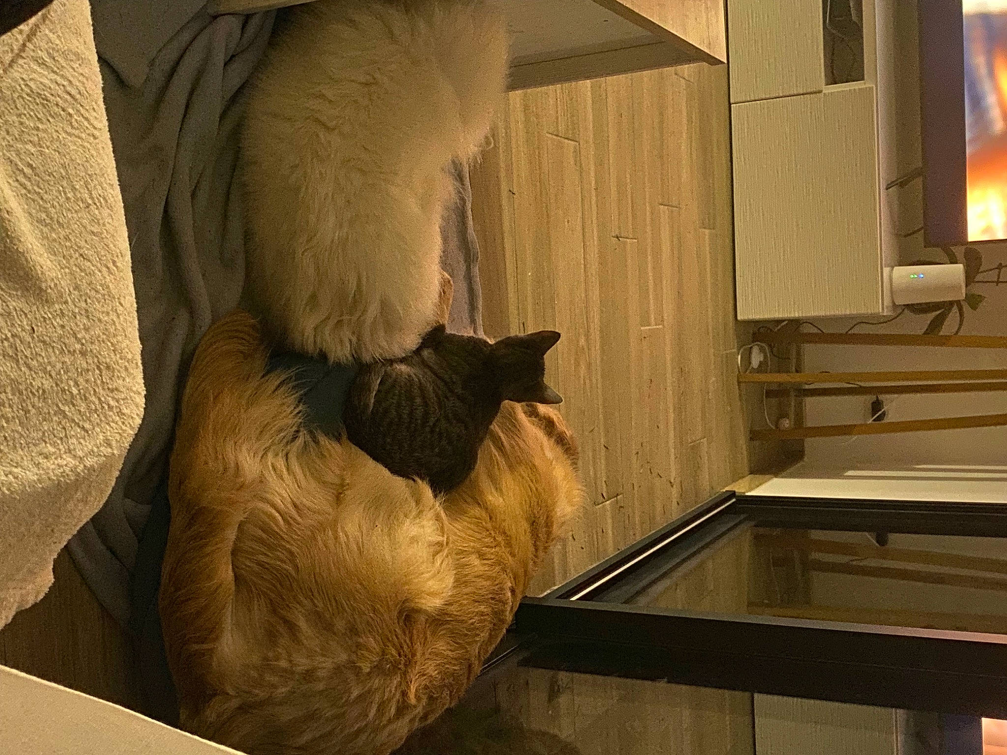 Plumette a rejoint le concours — aidez-le/la à gagner de superbes lots ! carnivore, cat, comfort, door, fawn, felidae, flooring, fur, hardwood, linens, mammal, room, small_to_medium_sized_cats, snout, tail, tints_and_shades, vertebrate, whiskers, window, wood