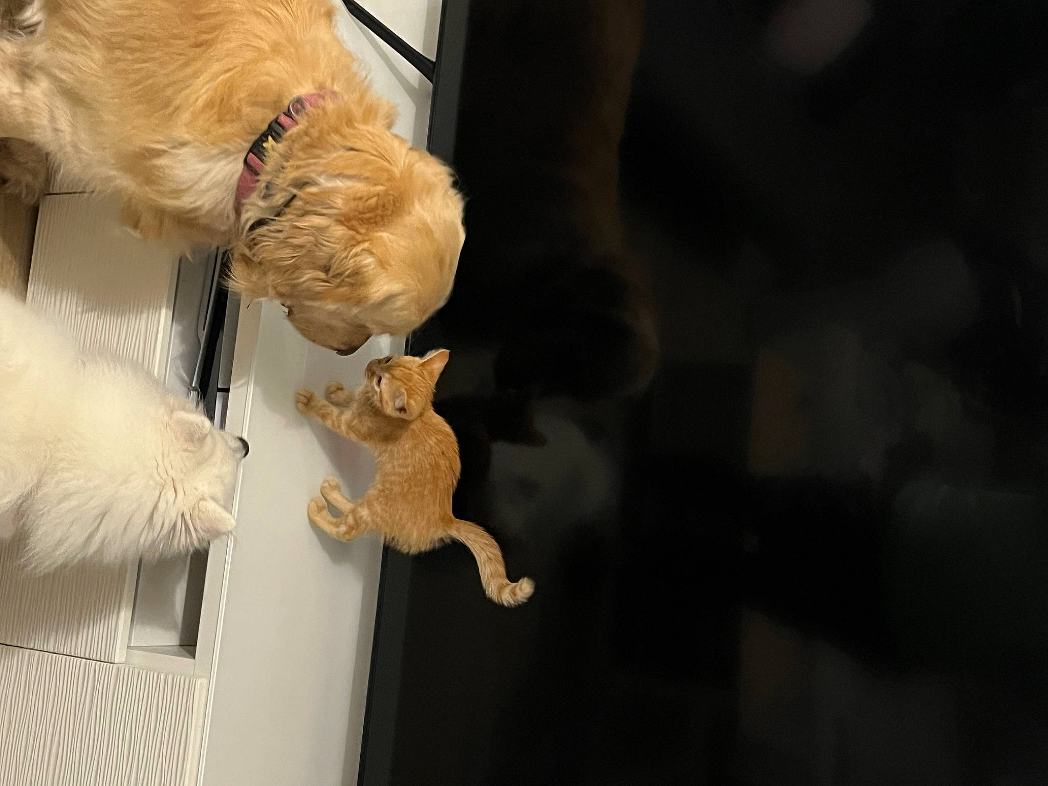 Plumette participe au concours pour gagner de l'argent avec cette photo : collar, companion_dog, dog, dog_breed, fawn, fur, room, stuffed_toy, tail, toy, toy_dog, window