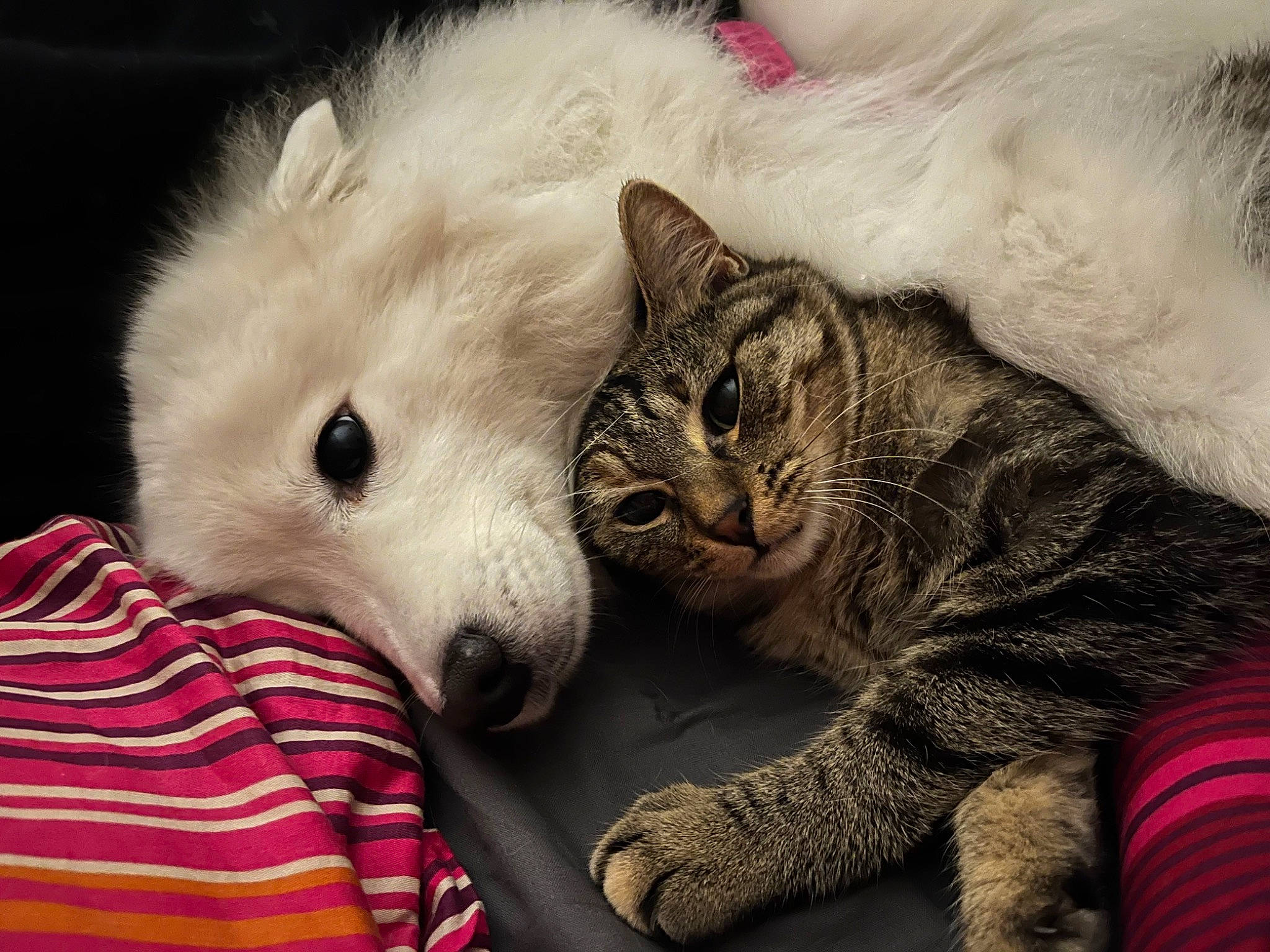 Plumette participe au concours pour gagner de l'argent avec cette photo : carnivore, cat, claw, comfort, companion_dog, domestic_short_haired_cat, fang, felidae, fur, grey, nap, paw, photo_caption, sleep, small_to_medium_sized_cats, snout, tail, terrestrial_animal, whiskers