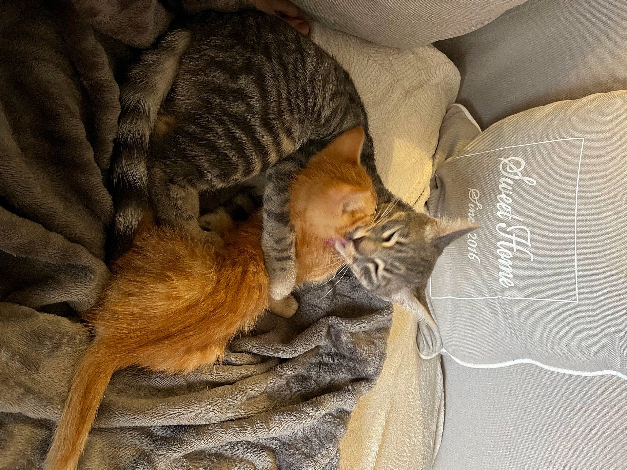 Roucky a rejoint le concours — aidez-le/la à gagner de superbes lots ! carnivore, cat, claw, comfort, domestic_short_haired_cat, fawn, felidae, fur, handwriting, linens, nap, paw, small_to_medium_sized_cats, snout, tail, terrestrial_animal, whiskers, wood