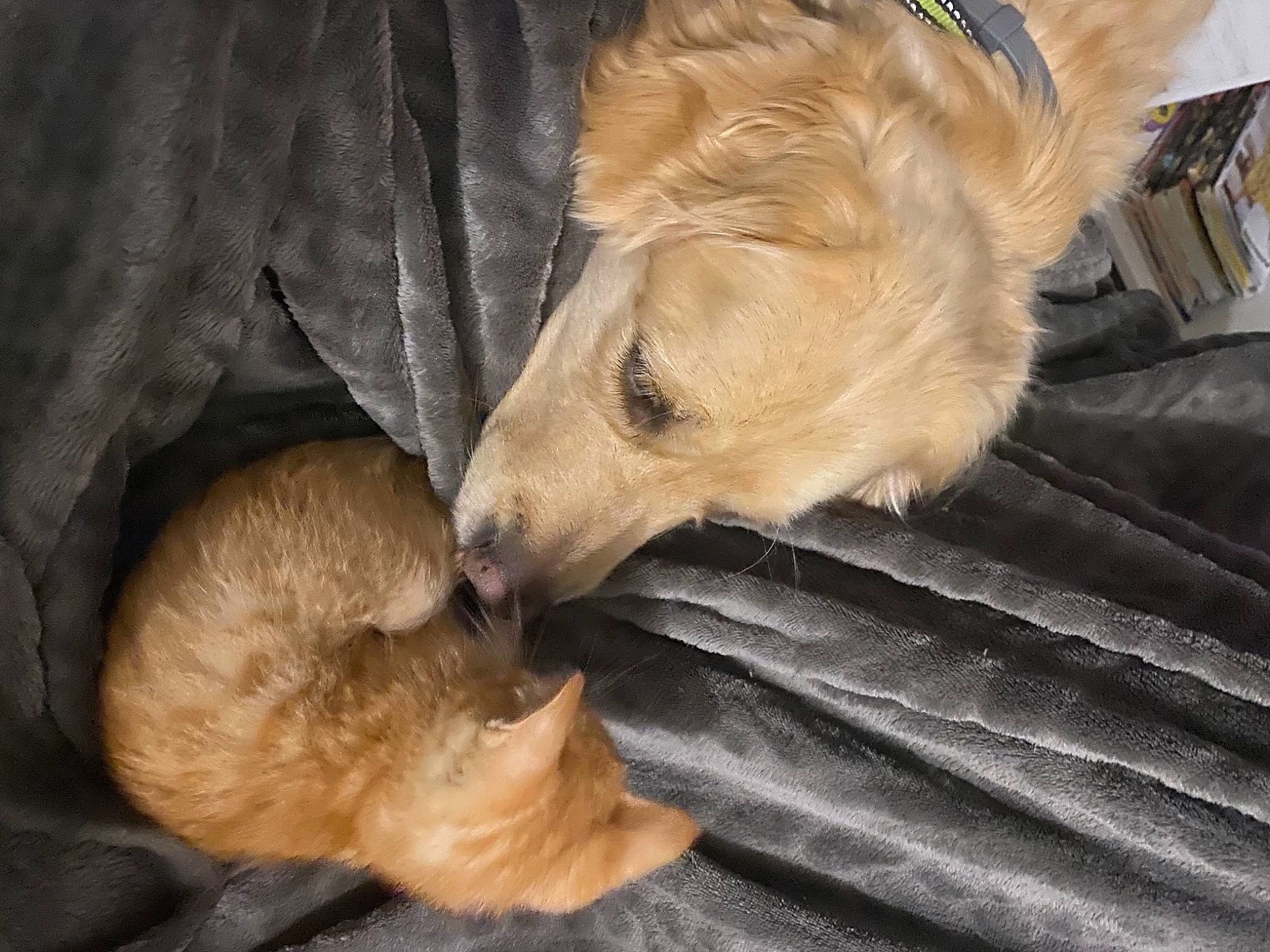 Roucky participe au concours pour gagner de l'argent avec cette photo : canidae, carnivore, comfort, companion_dog, dog, dog_breed, fawn, fur, golden_retriever, nap, paw, puppy, retriever, sleep, snout, street_dog, tail, wood