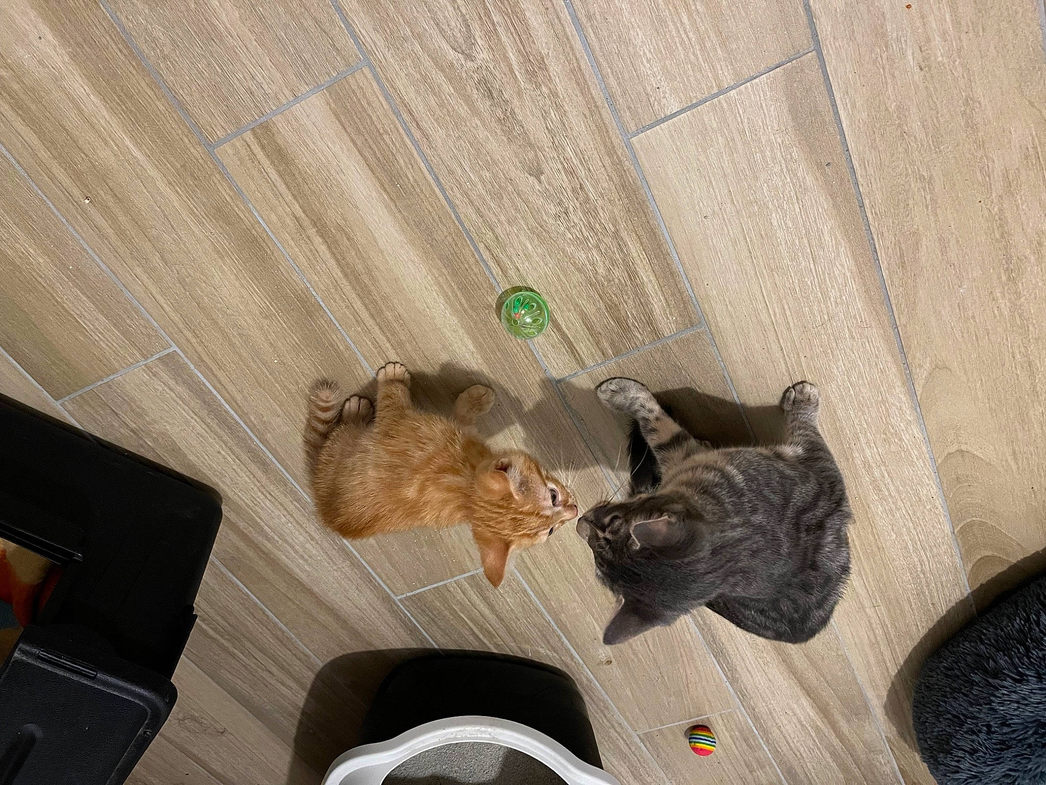 Roucky participe au concours pour gagner de l'argent avec cette photo : canidae, carnivore, cat, comfort, dog_breed, domestic_short_haired_cat, fawn, felidae, floor, flooring, fur, hardwood, room, small_to_medium_sized_cats, sporting_group, tail, wood