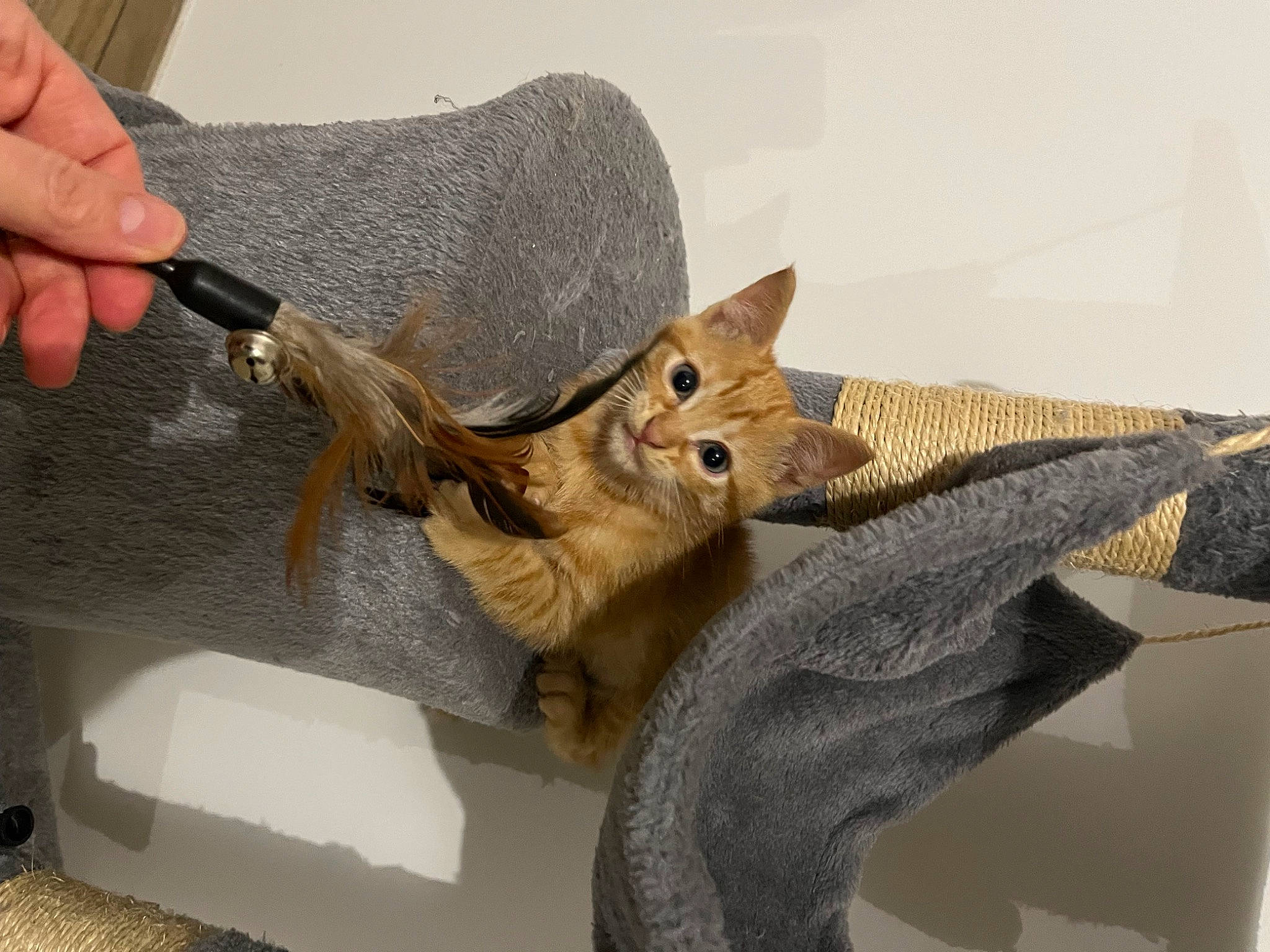 Roucky participe au concours pour gagner de l'argent avec cette photo : art, artifact, carnivore, cat, chair, claw, comfort, domestic_short_haired_cat, fawn, felidae, fur, gesture, metal, paw, small_to_medium_sized_cats, tail, twig, whiskers, wood