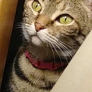 Java is registered to the contest to win money with this photo: animal, cat, closeup, collar, curious, cute, domestic, feline, fur, green_eyes, indoor, looking, mammal, nose, pet, portrait, striped, tabby, whiskers, young_cat