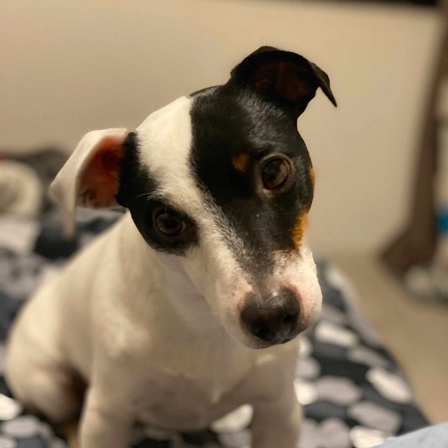 Maïlo participe au concours pour gagner de l'argent avec cette photo : accessories, animal, beagle, bulldog, canine, chihuahua, couch, dog, face, furniture, head, hound, indoors, person, pet, pitbull, pointer, puppy, snout, terrier