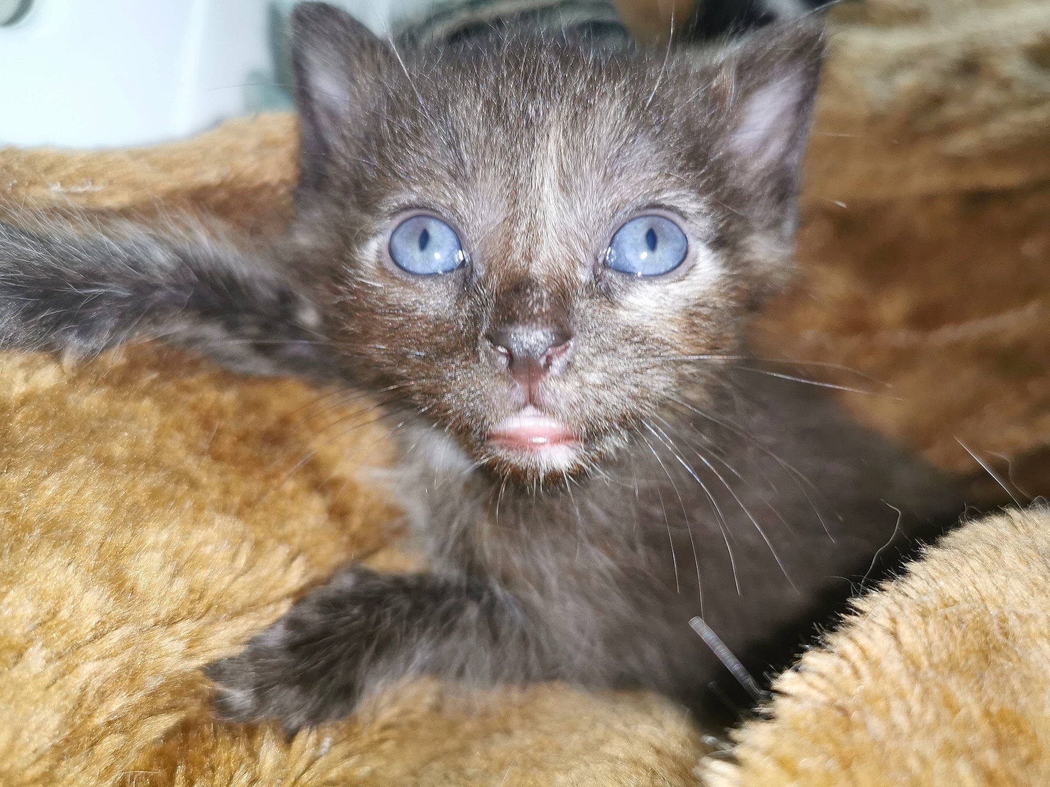 Guapa participe au concours pour gagner de l'argent avec cette photo : asian, carnivore, cat, domestic_short_haired_cat, european_shorthair, fawn, felidae, german_rex, kitten, mammal, nebelung, ojos_azules, small_to_medium_sized_cats, snout, vertebrate, whiskers