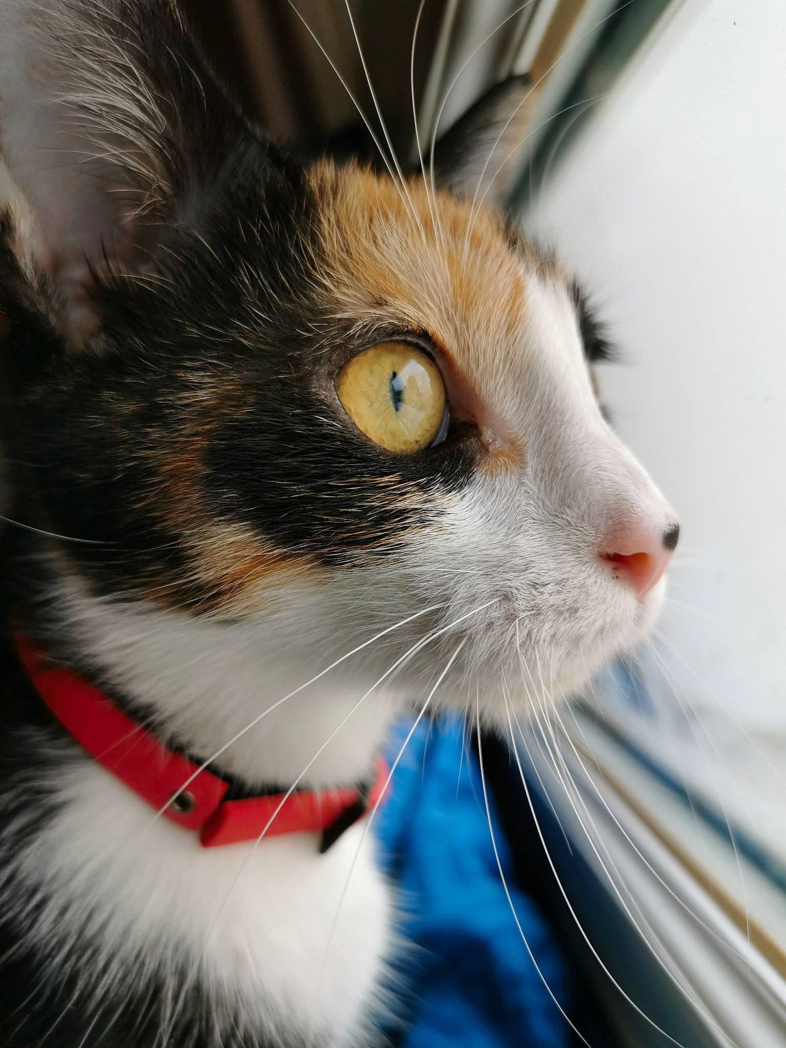 Chanel participe au concours pour gagner de l'argent avec cette photo : aegean_cat, american_wirehair, carnivore, cat, close_up, domestic_short_haired_cat, ear, eye, felidae, fur, japanese_bobtail, kitten, mammal, norwegian_forest_cat, nose, ojos_azules, small_to_medium_sized_cats, snout, whiskers