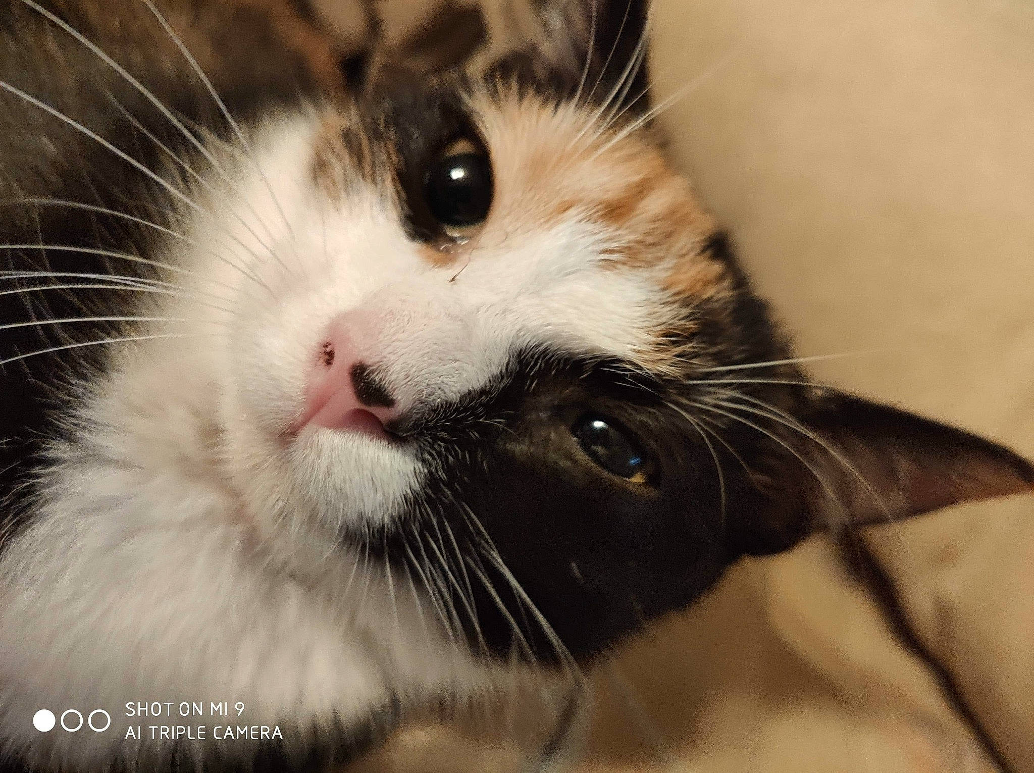 Chanel a rejoint le concours — aidez-le/la à gagner de superbes lots ! black_and_white, carnivore, cat, close_up, eye, felidae, fur, iris, mammal, nose, small_to_medium_sized_cats, snout, vertebrate, whiskers