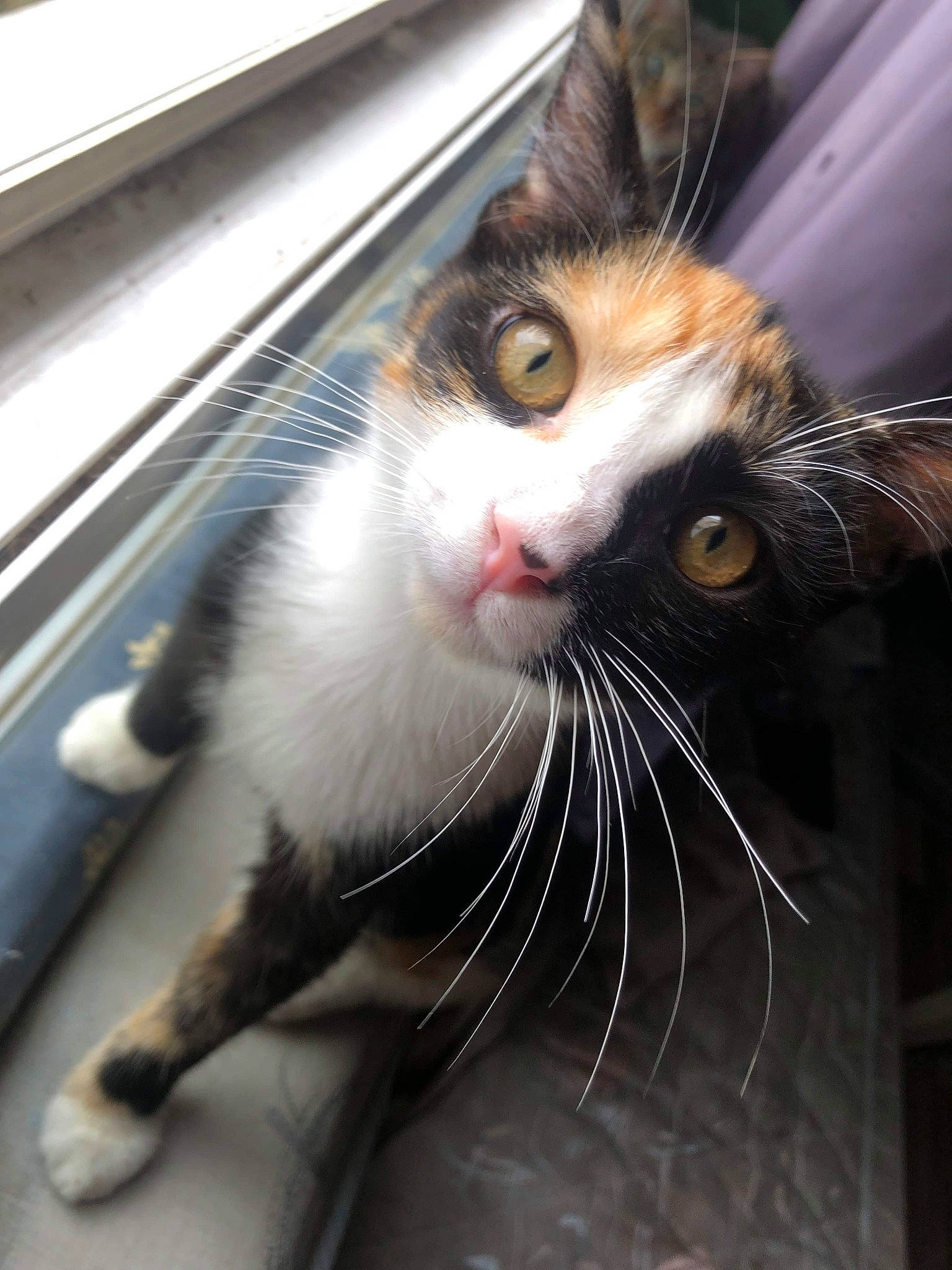 Chanel participe au concours pour gagner de l'argent avec cette photo : aegean_cat, carnivore, cat, domestic_short_haired_cat, european_shorthair, eye, felidae, fur, kitten, nose, photography, small_to_medium_sized_cats, snout, tail, whiskers