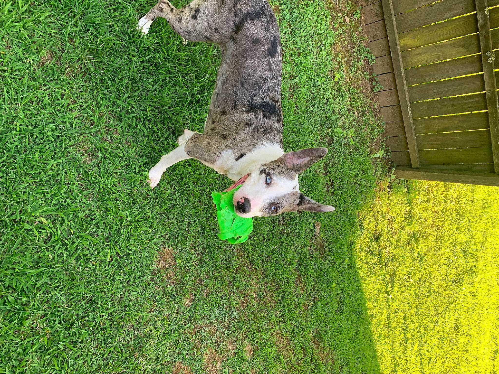 Akira joined the competition — help win amazing prizes! bird_of_prey, canidae, carnivore, companion_dog, dog_breed, felidae, grass, grass_family, grassland, green, groundcover, lawn, pasture, plant, rodent, sporting_group, tail, terrestrial_animal, trunk, wildlife