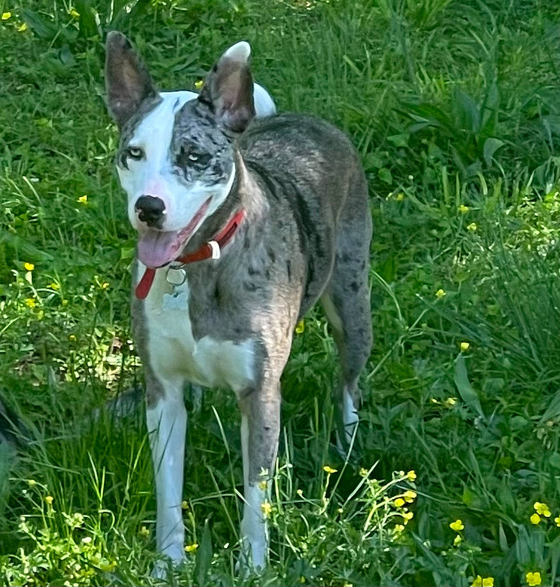 Akira is registered to the contest to win money with this photo: carnivore, collar, dog, dog_breed, flower, grass, grassland, groundcover, herbaceous_plant, hunting_dog, non_sporting_group, plant, prairie, sporting_group, tail, terrestrial_animal, working_animal, working_dog