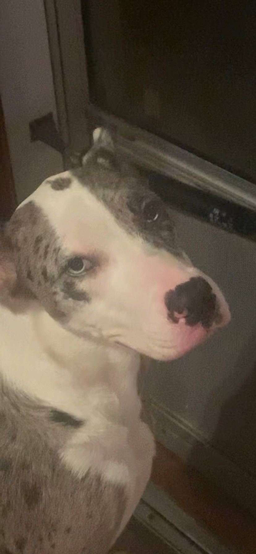 Akira is registered to the contest to win money with this photo: canidae, carnivore, companion_dog, dog, dog_breed, eye, fur, guard_dog, livestock, monochrome_photography, non_sporting_group, sporting_group, street_dog, tail, terrestrial_animal, whiskers, working_animal