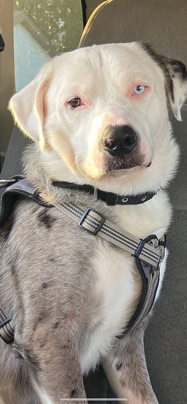 Zion is registered to the contest to win money with this photo: canidae, carnivore, collar, companion_dog, dog, dog_breed, dog_collar, dog_supply, fawn, fur, leash, non_sporting_group, pet_supply, photography, retriever, snout, sporting_group, strap, whiskers, working_animal