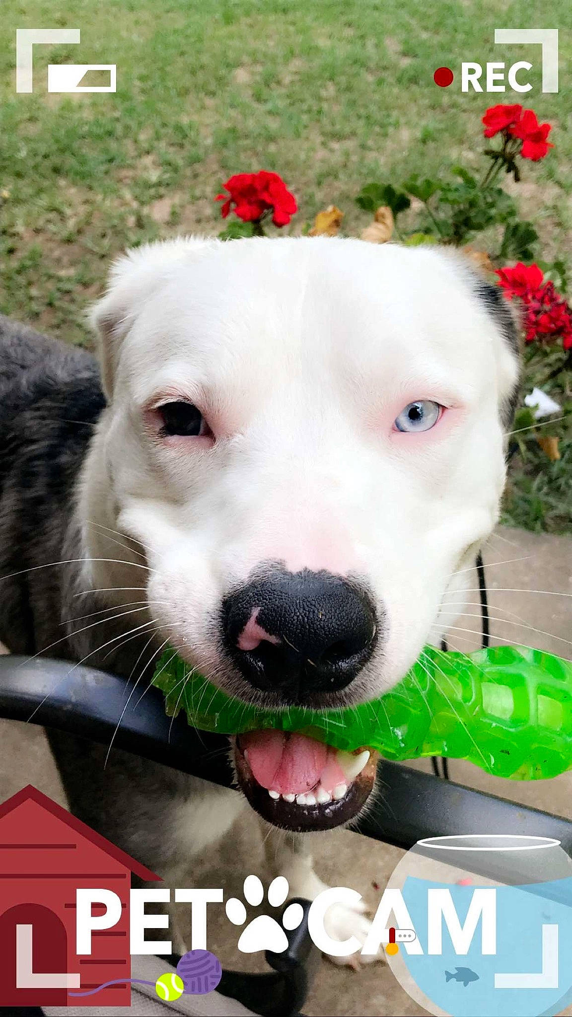 Zion is registered to the contest to win money with this photo: carnivore, collar, companion_dog, dog, dog_breed, dog_collar, dog_supply, fashion_accessory, fawn, flower, fur, grass, happy, leash, pet_supply, plant, snout, sporting_group, whiskers, working_animal