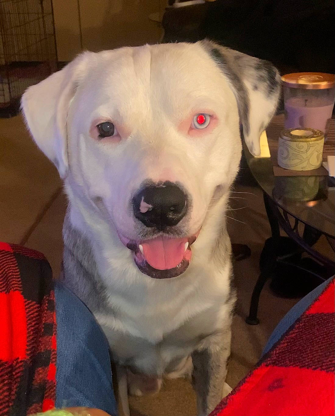 Zion joined the competition — help win amazing prizes! canidae, carnivore, collar, companion_dog, dog, dog_breed, dog_collar, dog_supply, fang, fawn, fur, jaw, leash, mammal, pet_supply, snout, sporting_group, tartan, whiskers, working_animal