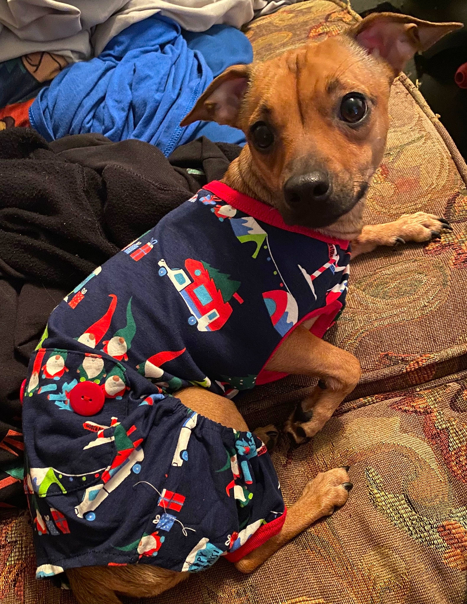 Chloe is registered to the contest to win money with this photo: canidae, carnivore, collar, companion_dog, dog, dog_breed, dog_clothes, dog_collar, dog_supply, fashion_accessory, fawn, pet_supply, snout, sporting_group, toy_dog, whiskers, working_animal