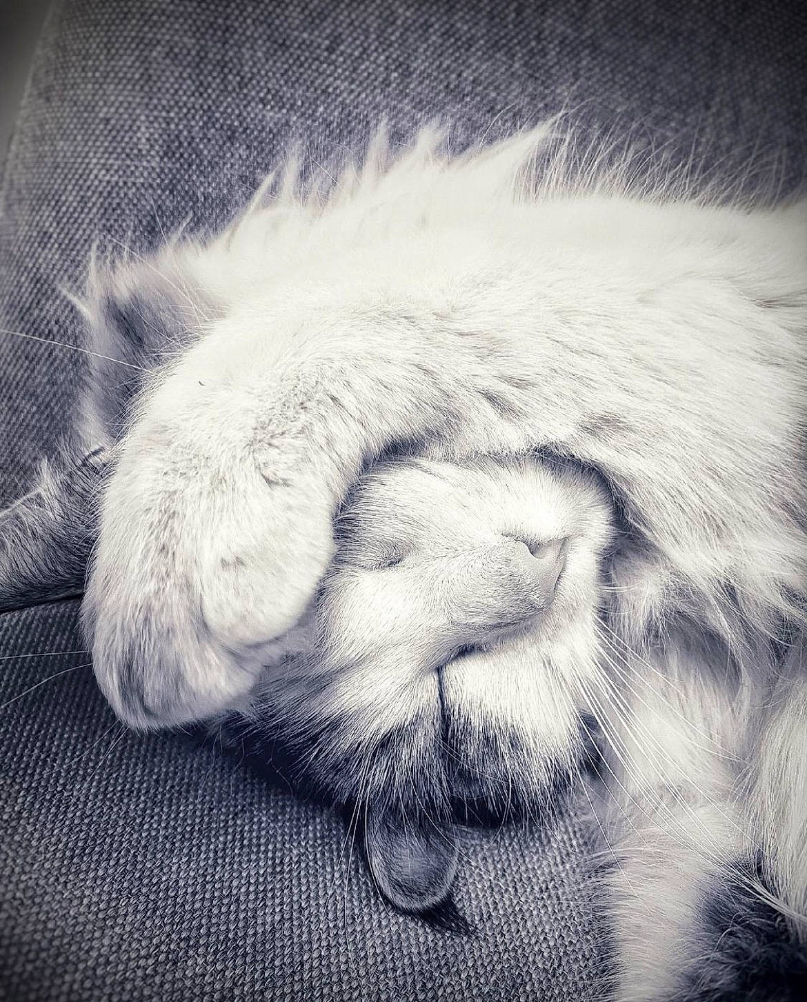 Biscotte a rejoint le concours — aidez-le/la à gagner de superbes lots ! art, beard, carnivore, cat, cloud, comfort, companion_dog, dog_breed, drawing, felidae, fur, grey, paw, sky, small_to_medium_sized_cats, snout, sporting_group, tail, whiskers, wrinkle