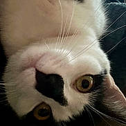 Jax is registered to the contest to win money with this photo: cat, black_and_white, close_up, whiskers, eyes, fur, pet, animal, indoor, curious, face, portrait, upside_down, domestic_cat, mammal, feline, soft, cute, closeup, looking