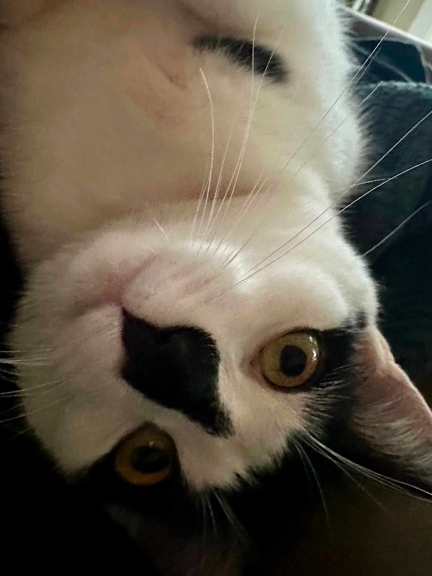 Jax