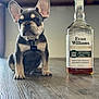 french_bulldog, puppy, dog, bottle, bourbon, whiskey, wooden_floor, indoor, pet, collar, tag, table, brown, black, small_dog, cute, sitting, animal, portrait, focused