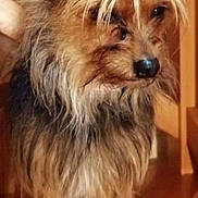 Chanel participe au concours pour gagner de l'argent avec cette photo : dog, small_dog, brown_fur, black_fur, long_hair, pet, animal, stairs, wood, indoor, curious, ears, face, fur, standing, canine, companion, cute, domestic, house