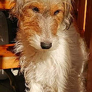 Roxie participe au concours pour gagner de l'argent avec cette photo : dog, pet, indoor, stairs, sunlight, fur, canine, animal, portrait, scruffy, brown, white, wood, closeup, cute, companion, domestic, furry, standing, looking