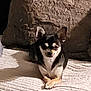 Vénus participe au concours pour gagner de l'argent avec cette photo : dog, chihuahua, pet, small_dog, indoor, blanket, crossed_paws, resting, cute, animal, fur, canine, companion, home, relaxed, texture, shadow, brown, black, white