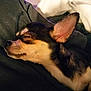 Vénus a rejoint le concours — aidez-le/la à gagner de superbes lots ! dog, chihuahua, sleeping, pet, close_up, fur, ears, resting, cozy, animal, domestic_animal, cute, small_dog, indoors, relaxation, face, muzzle, whiskers, portrait, calm