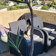 Vénus participe au concours pour gagner de l'argent avec cette photo : dog, chair, outdoor, balcony, plant, sunlight, cushion, building, residential_area, shadow, tile_floor, daytime, pet, small_dog, furniture, tree_trunk, leaf, relaxing, nature, urban