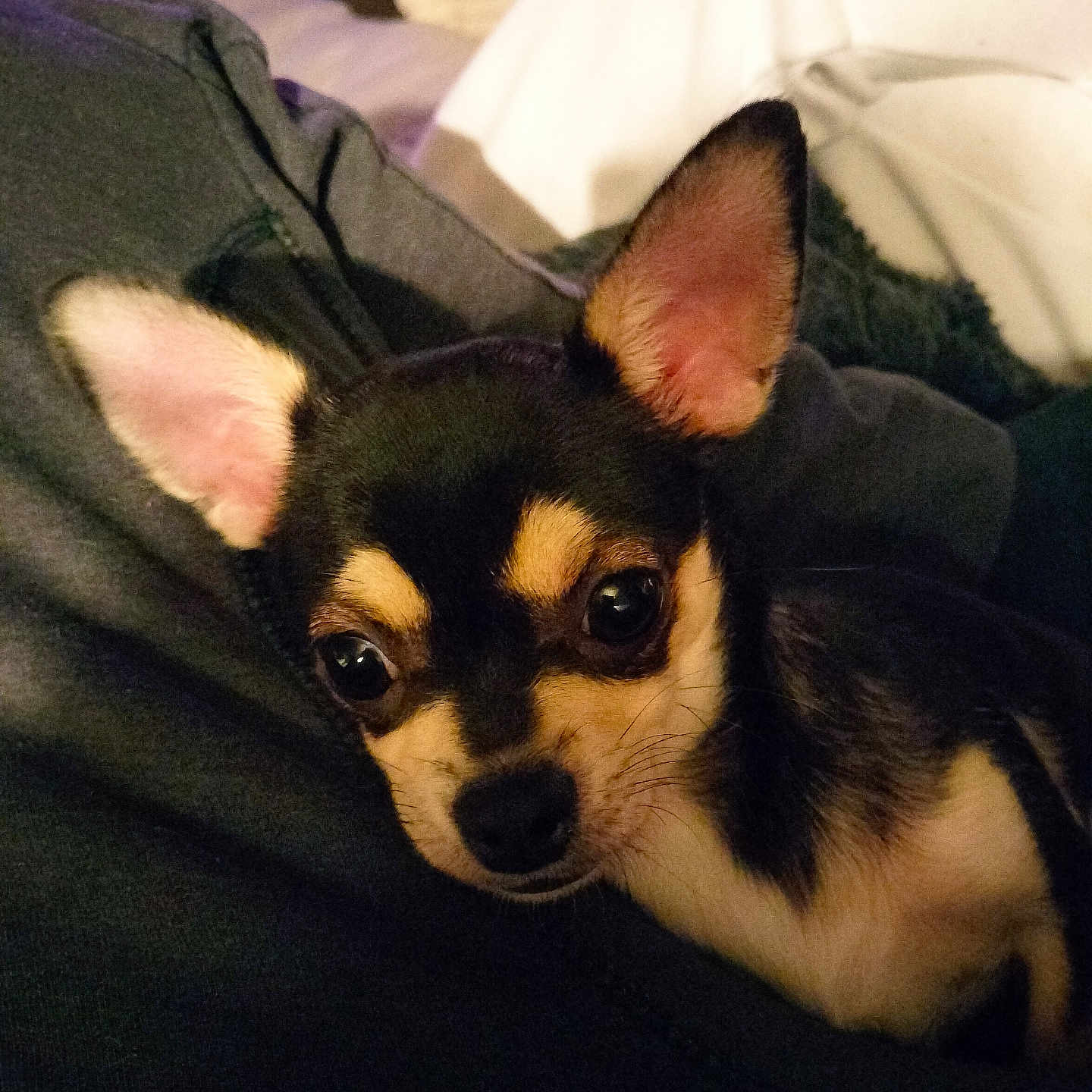 Vénus participe au concours pour gagner de l'argent avec cette photo : animal, blanket, chihuahua, close_up, clothing, companion, cozy, cute, dog, ears, eyes, face, fur, indoor, pet, portrait, resting, small_dog, snuggling, warm