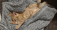 Tigger joined the competition — help win amazing prizes! kitten, cat, sleeping, blanket, cozy, orange_cat, feline, paw, fur, resting, indoor, soft_texture, cute, relaxation, warm_lighting, pattern, animal, comfort, pet, snug