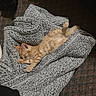 Tigger joined the competition — help win amazing prizes! kitten, cat, sleeping, blanket, cozy, orange_cat, feline, paw, fur, resting, indoor, soft_texture, cute, relaxation, warm_lighting, pattern, animal, comfort, pet, snug