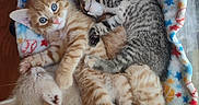 Tigger joined the competition — help win amazing prizes! kitten, cat, sleeping, awake, snuggling, blanket, colorful, plush_toy, cute, pet, animal, fur, tabby, striped, orange_cat, gray_cat, indoor, resting, cozy, napping