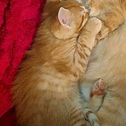 Tigger is registered to the contest to win money with this photo: cat, kitten, ginger_cat, sleeping, snuggling, cuddle, pet, fur, red_blanket, cozy, domestic_animal, animal, cute, resting, close_up, indoor, mammal, love, comfort, warm