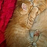 Tigger is registered to the contest to win money with this photo: cat, kitten, ginger_cat, sleeping, snuggling, cuddle, pet, fur, red_blanket, cozy, domestic_animal, animal, cute, resting, close_up, indoor, mammal, love, comfort, warm