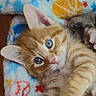 Tigger joined the competition — help win amazing prizes! kitten, cat, orange_tabby, sleeping, blue_eyes, fur, pet, animal, cute, snuggling, blanket, colorful, star_pattern, soft, young, domestic_cat, resting, indoors, cozy, closeup