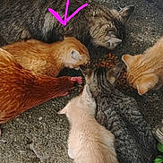 Tigger joined the competition — help win amazing prizes! cat, cats, hen, bird, animal, outdoor, food, feeding, group, friends, concrete, feline, pets, nature, ground, closeup, multi_animal, domestic_animals, companions, daylight