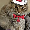 cat, tabby_cat, fluffy, pet, indoor, striped_hat, red_bow_tie, costume, funny, animal, feline, striped_surface, clothing_accessory, whimsical, portrait, cute, sitting, domestic_cat, fur, face