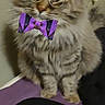 cat, tabby, fluffy, glasses, bow_tie, purple, pet, indoor, feline, cute, sitting, portrait, funny_accessory, whiskers, ears, fur, animal, domestic, playful, young_cat
